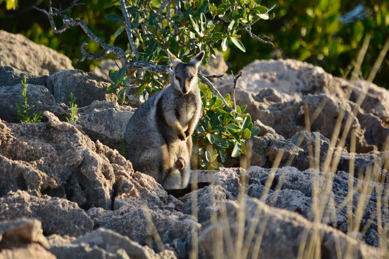 Un simpático ualabí en Yardie Creek