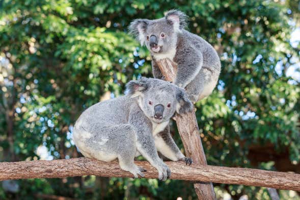 Entrada a Currumbin Wildlife Sanctuary