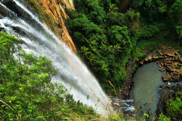 Excursión al Parque Nacional Springbrook + Avistamiento de canguros