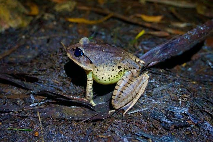 Glow Worm Caves Night Tour from the Gold Coast - Civitatis.com