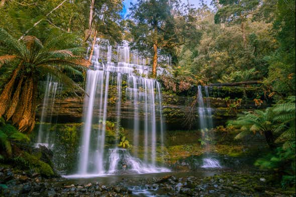 Mount Field National Park Day Trip