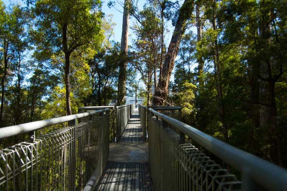 Excursión al valle de Huon y cuevas Hastings