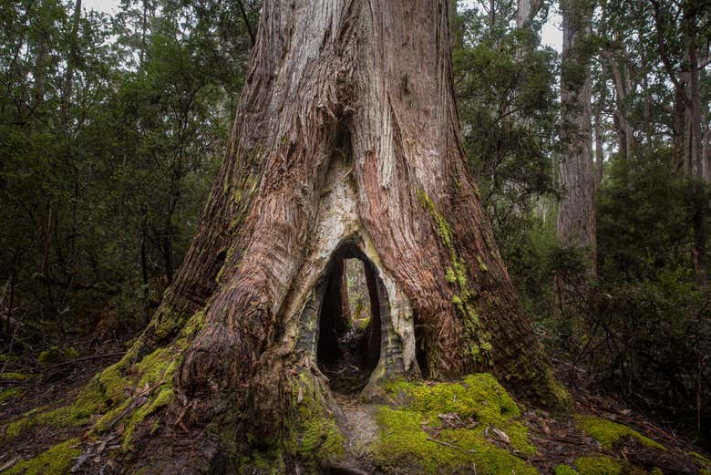 Percorrendo o Mount Field National Park