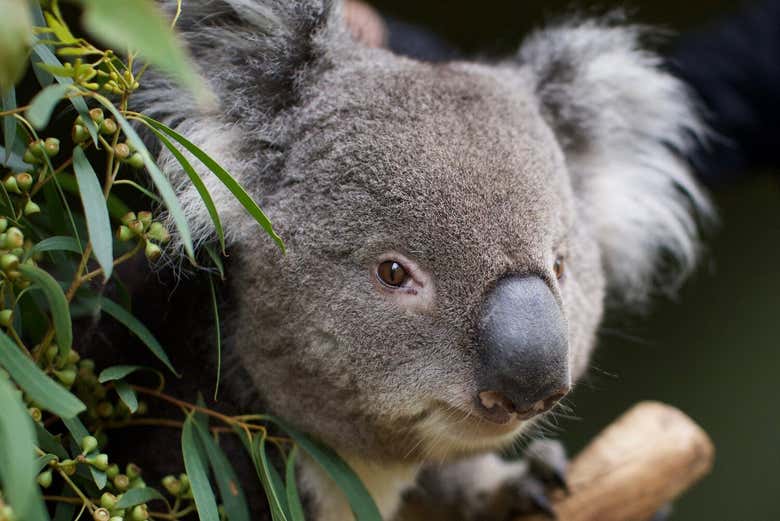 Admire koalas up close!