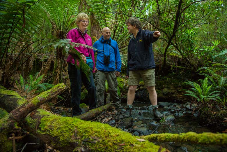 Exploring the Mavista Rainforest on Bruny Island