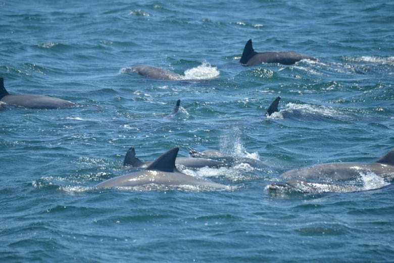 See dolphins in Jervis Bay!