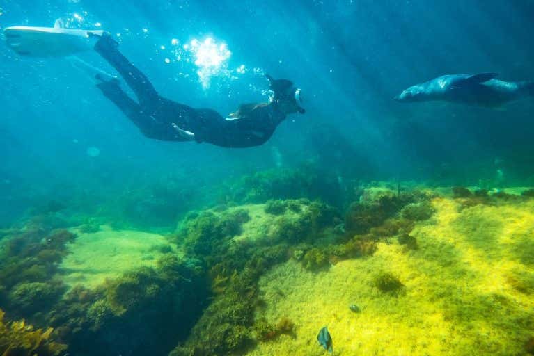 Haréis nuevos amigos bajo el agua en Australia