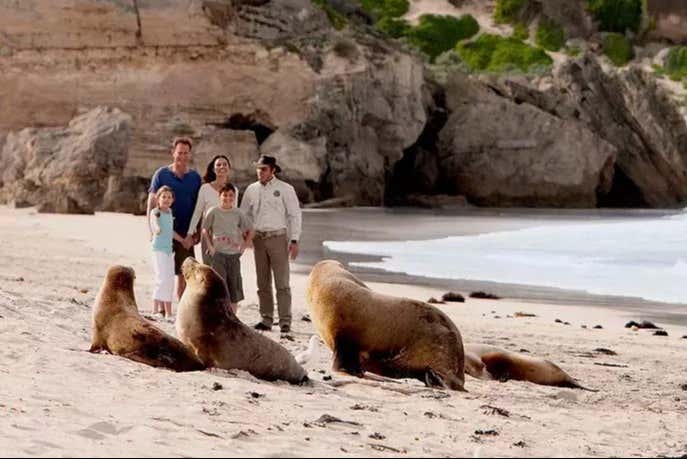 Conociendo a los lobos marinos australianos