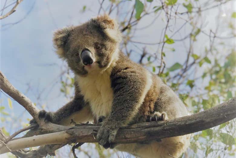 Spot friendly koalas!