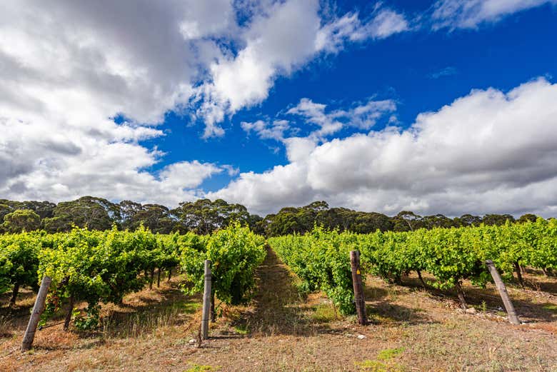 Explore the vineyards of Kangaroo Island