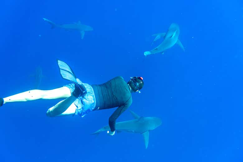 Snorkel com tubarões das Galápagos