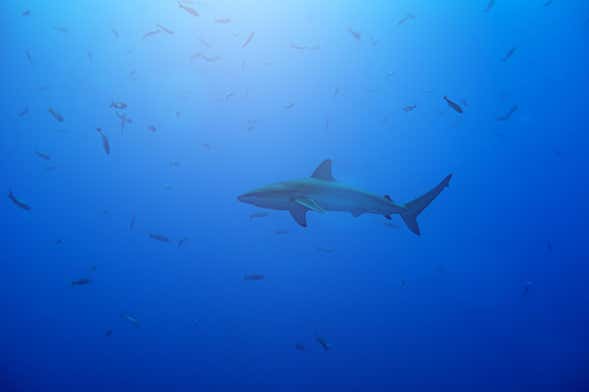 Snorkeling with Galapagos Sharks