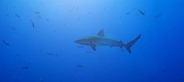 Snorkeling with Galapagos Sharks on Lord Howe Island - Civitatis