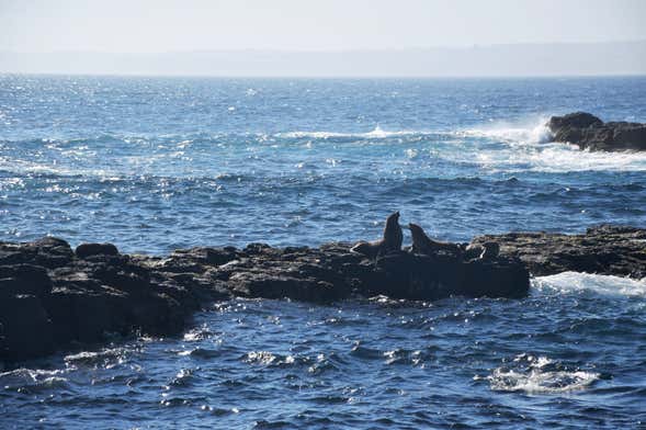 Phillip Island Seal Cruise