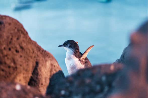 Penguin Parade at Phillip Island