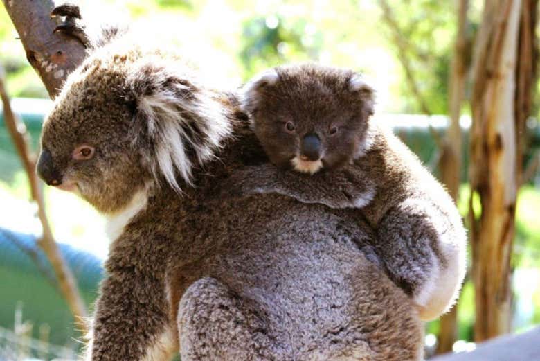 A koala in the conservation center of Phillip Island