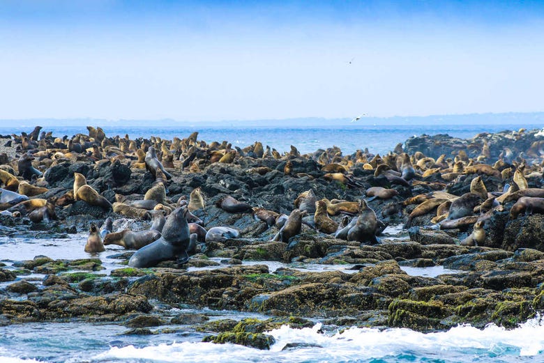 Avistamiento de leones marinos en la Isla Phillip 