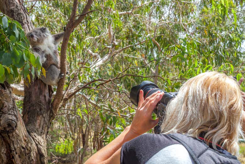 Fotografiando un koala