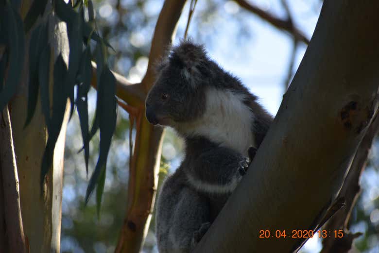 A cute koala