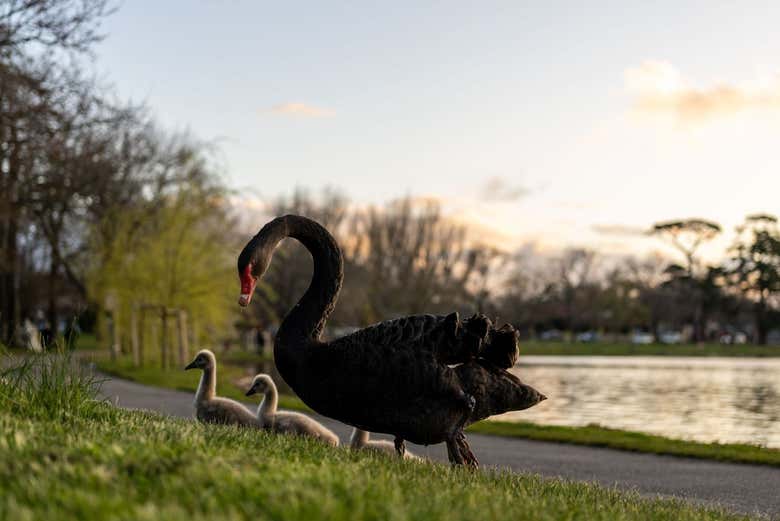 Cisnes en el lago Wendouree