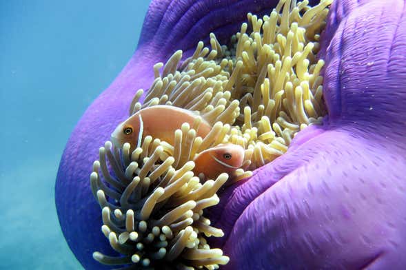 Great Barrier Reef Snorkelling Activity