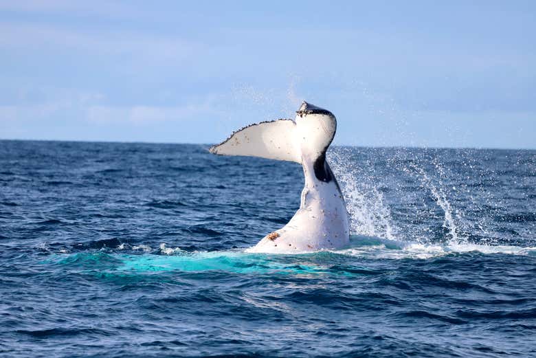 Whale Watching in Newcastle - Book Online at Civitatis.com