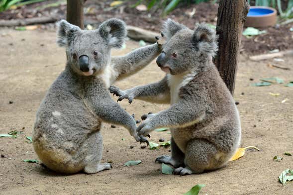 Australia Zoo Tour