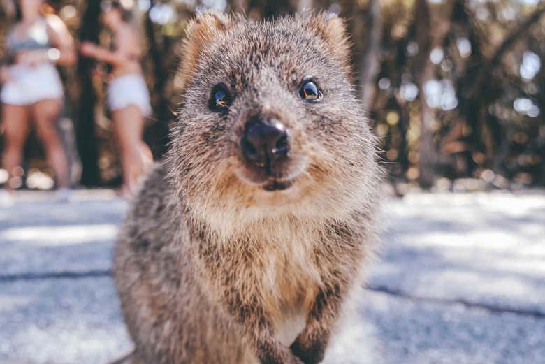 Welcome to Rottnest Island