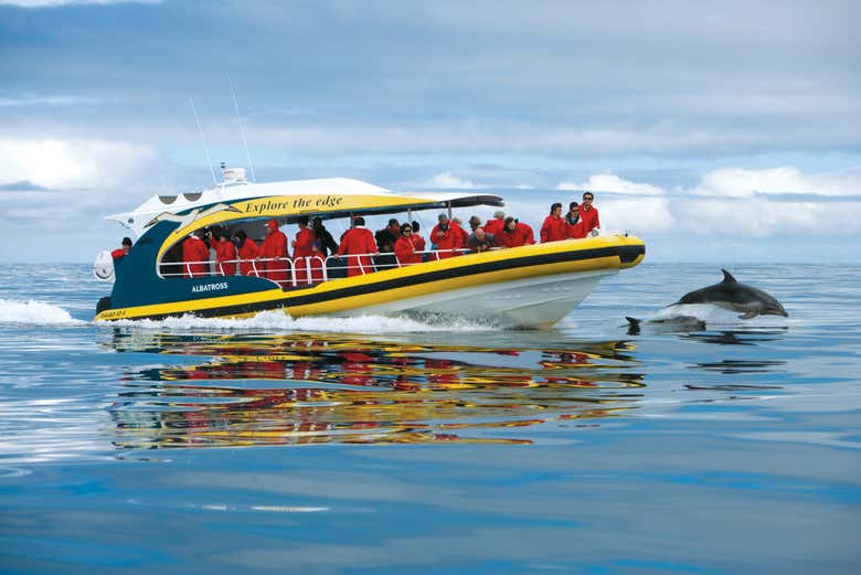 Spotting a dolphin in the Tasman Sea