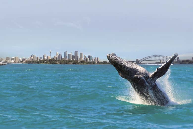 Whale jumping off the coast of Sydney