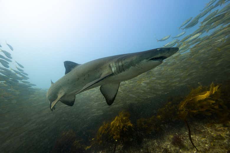 Un tiburón toro en Bushrangers Bay