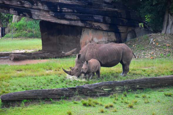 Excursión al Australia Zoo