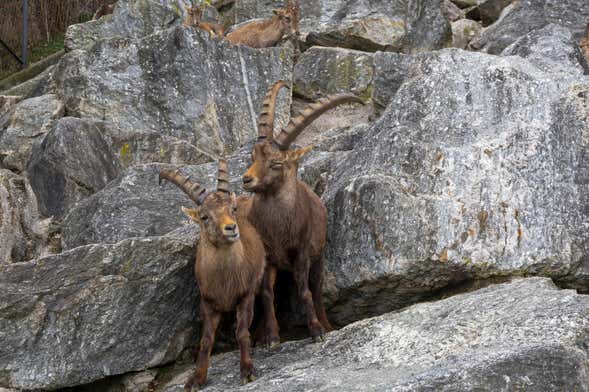 Billet pour l'Alpenzoo + Funiculaire Innsbruck-Hungerburg