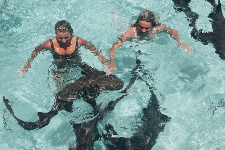 Swimming with the pigs at Big Mayor Cay