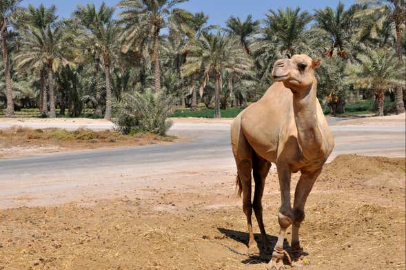 Excursão ao deserto de Sakhir