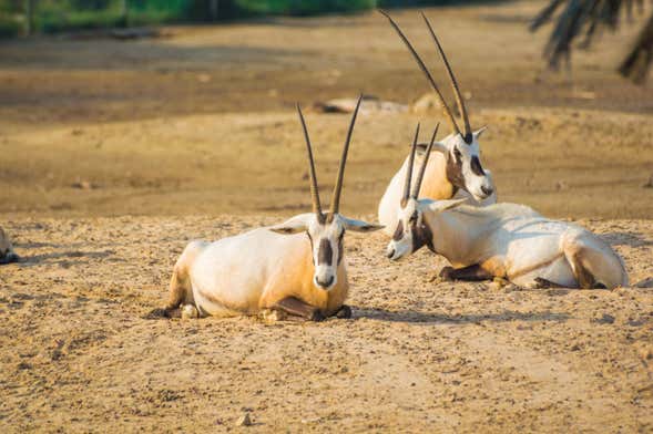 Excursão privada ao deserto de Sakhir