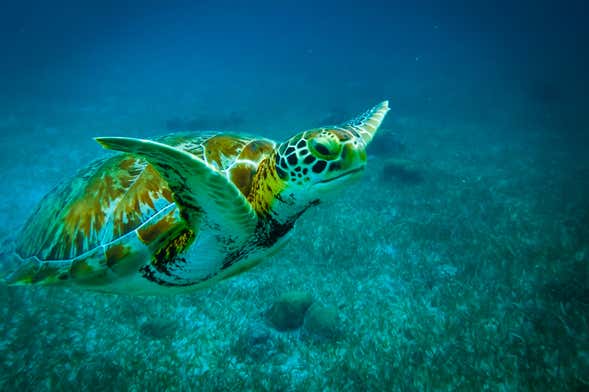 Snorkelling in Caye Caulker