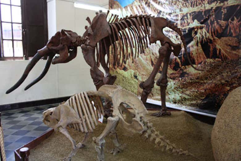 Paleontological museum of Tarija