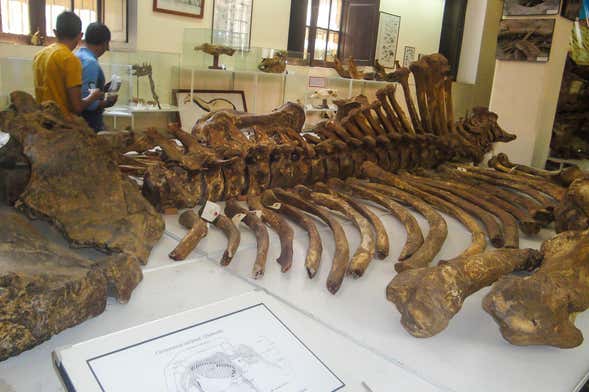 Tarija Paleontological & Archaeological Museum Tour