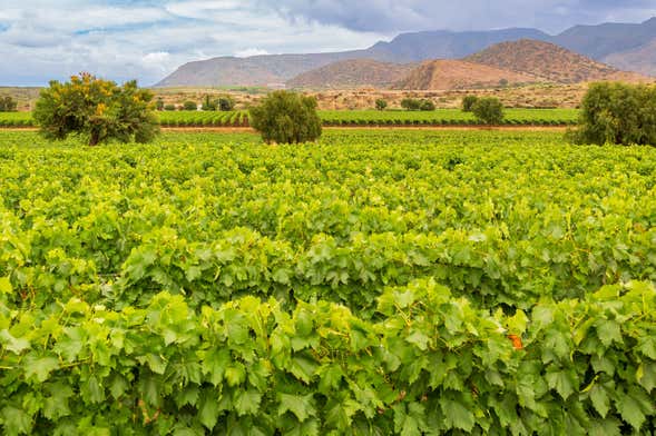 Tarija Wine Tour