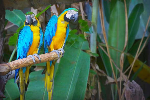 Gran Mojos Birdwatching Activity