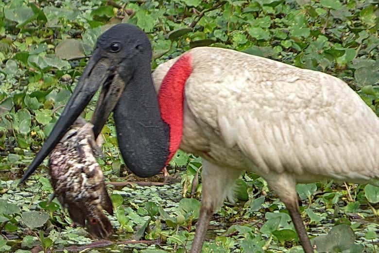 Heron in Ibare-Mamoré