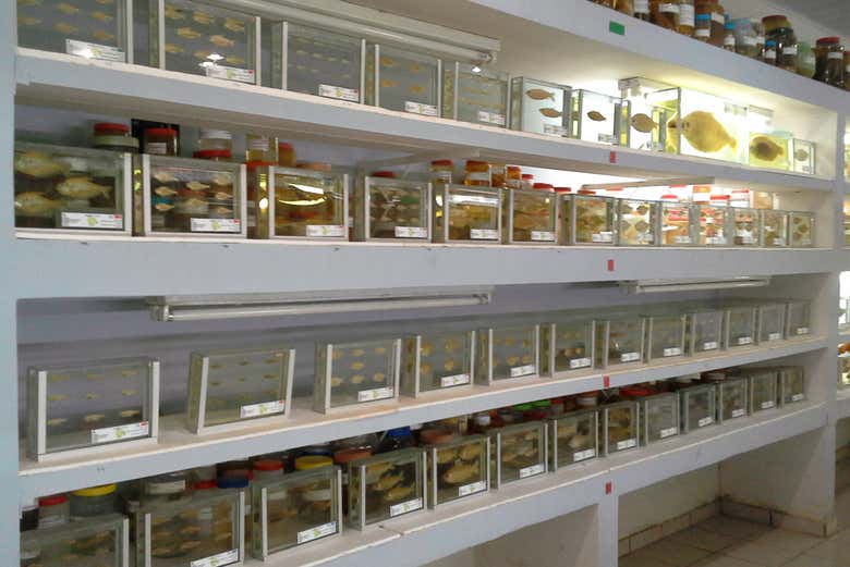 Fish Fauna Museum in Beni