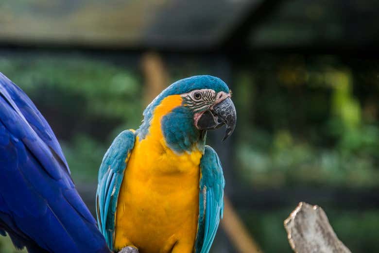 Blue-throated macaw