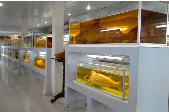 Fish Fauna Museum Tour in Beni