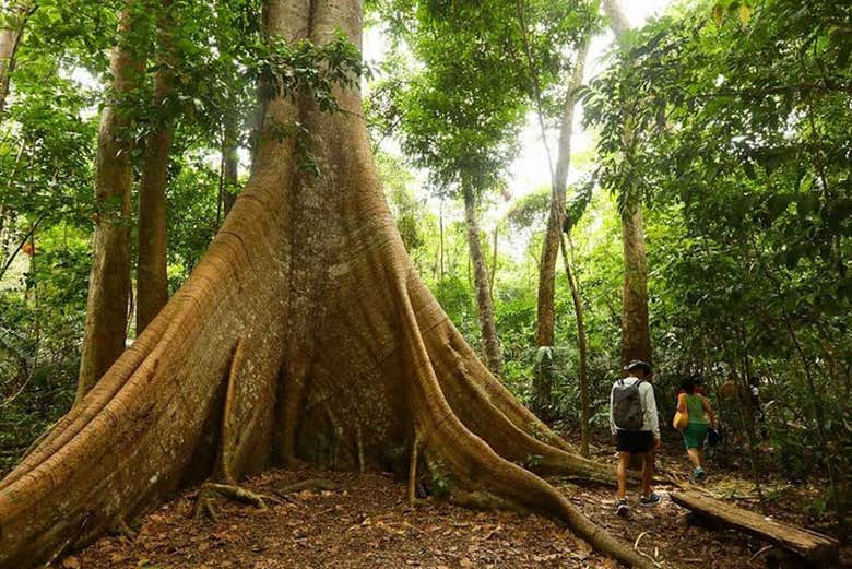 Arbre centenaire dans la Forêt Nationale de Tapajós