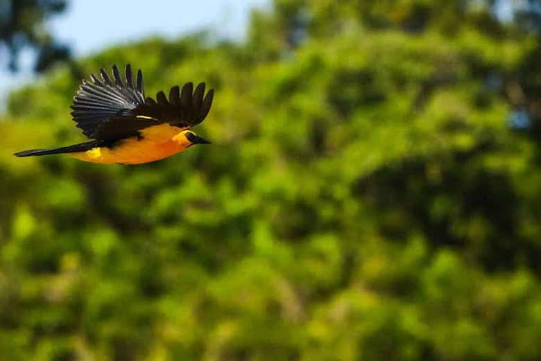 Aves tropicais do canal do Jari 