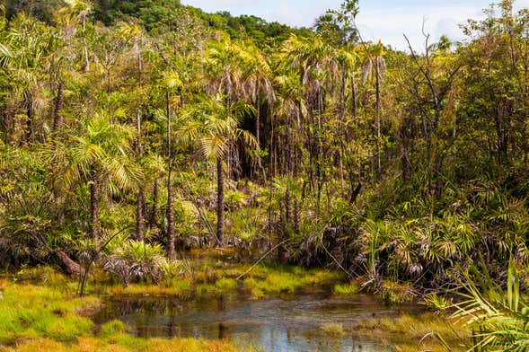 Visite dans la forêt nationale de Tapajós