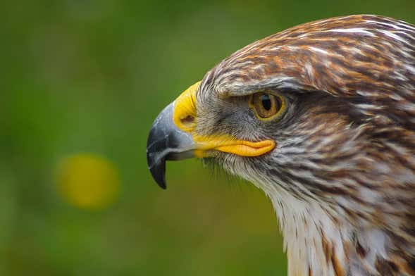 Excursão ao Parque dos Falcões