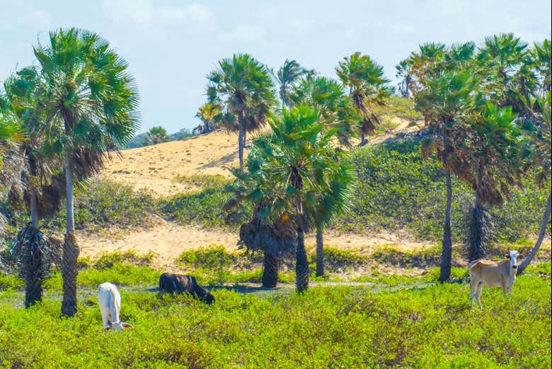 Vacas pastando en la finca